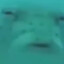 Trollcuk