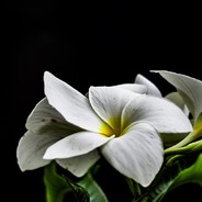 宋子豪(聯合的士公司)