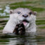 Happy Otter