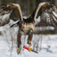 Hawk