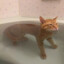 Bathtub cat gaming