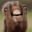 Oblivious Horse