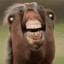 Oblivious Horse
