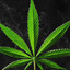 Mr. Mary Jane