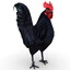 black_cock