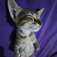 mad & bad - steam id 76561199367297805