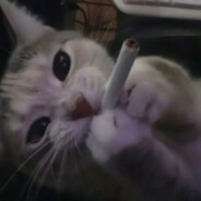 偏我来时不逢春