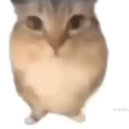 疾风体