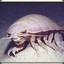 Isopod