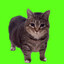dat u i i a i a cat
