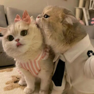 可爱笨蛋不听话