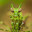 MOTH MANTIS