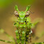 MOTH MANTIS
