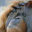 Omnipotent Orangutan