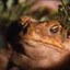 malicious frog