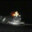 The_Flaming_Crocodile
