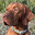 Vizsla