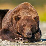 Пикми_медведь