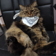 Steam Profilbild von darw1n