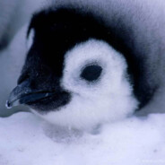 TheBigJ7 - steam id 76561199106779723