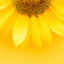 Suny_sunshine