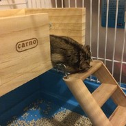 卖番薯的小女孩