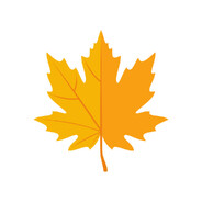 Maple