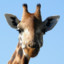 Giraffe---NL
