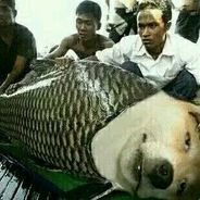 不负如来不负卿。