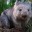 Wombat Soup 