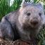 Wombat Soup