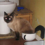 ЖЁСТКИЙ ПОНОС