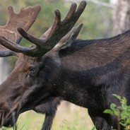 Mossy_Moose