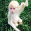 MACACO BRANCO ALBINO