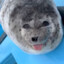 Happy Seal