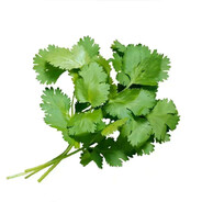Coriander