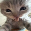 bobi