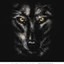 XoN-
