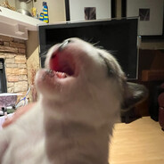 Vegan Goat Milk