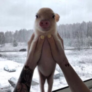 stupid fucking pig