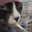Охуєнний пес