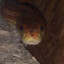 cornsquirrel