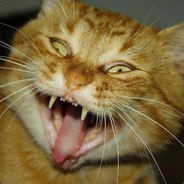 Рыжий Бестыжий