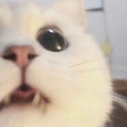 猫猫觉得不是很行