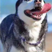 高傲的头颅不能露