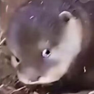 我与蚊子只活一个