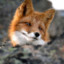 im_Archie