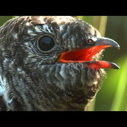 Gołe lolity, pokaz kukułe