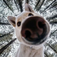 香娇猫就知道哭