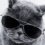 CoolCatFelix